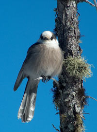 Gray Jay at Ferd's Bog