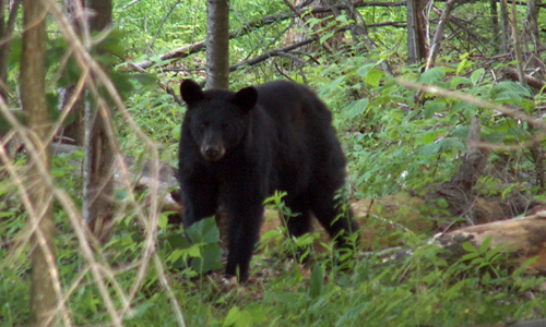 Adirondack Birding Guide | Tours | Avian Expeditions & Workshops