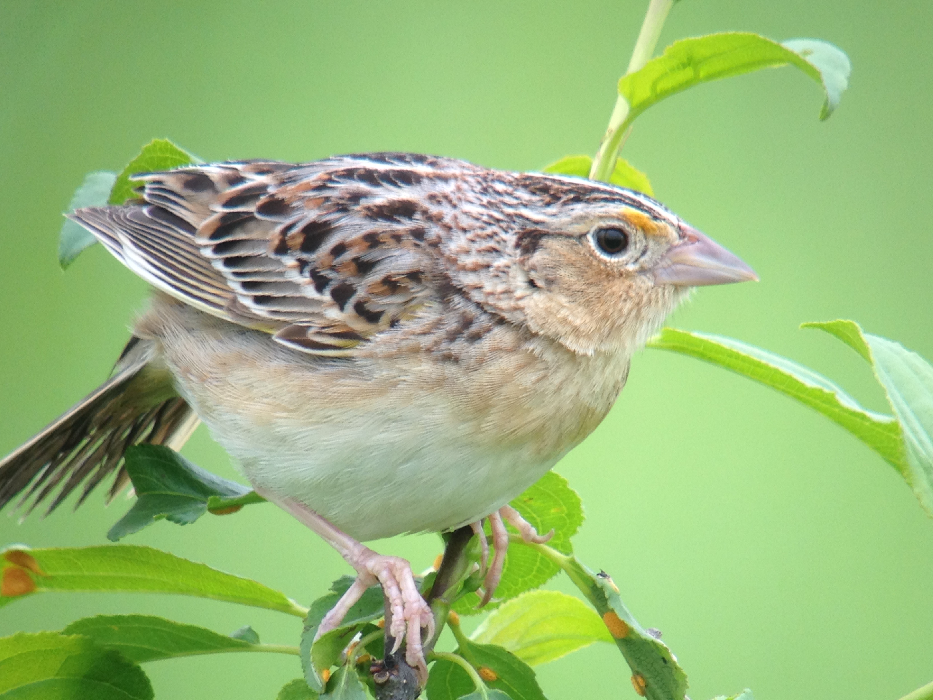 Adirondack Birding Guide | Tours | Avian Expeditions & Workshops