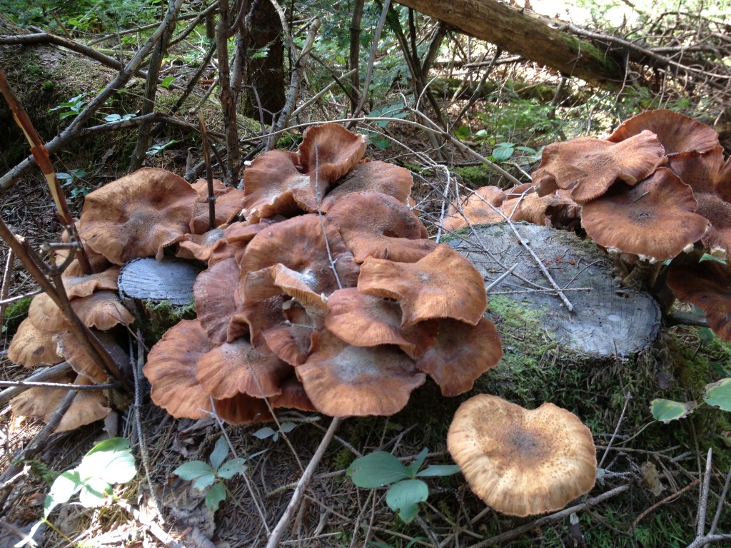 August mushrooms of the boreal forest | Adirondack Birding Guide ...