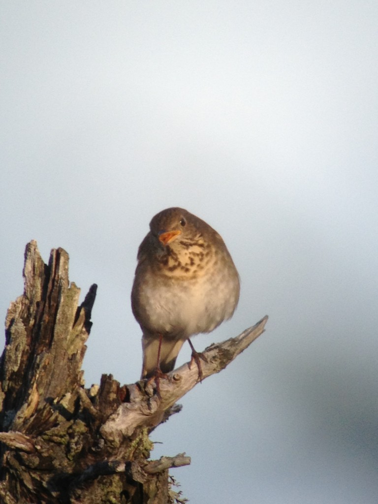 Bicknell’s Thrush Tours Up Whiteface Mountain at Dawn | Adirondack ...